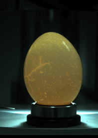 Eggshell hole seam density detection case
