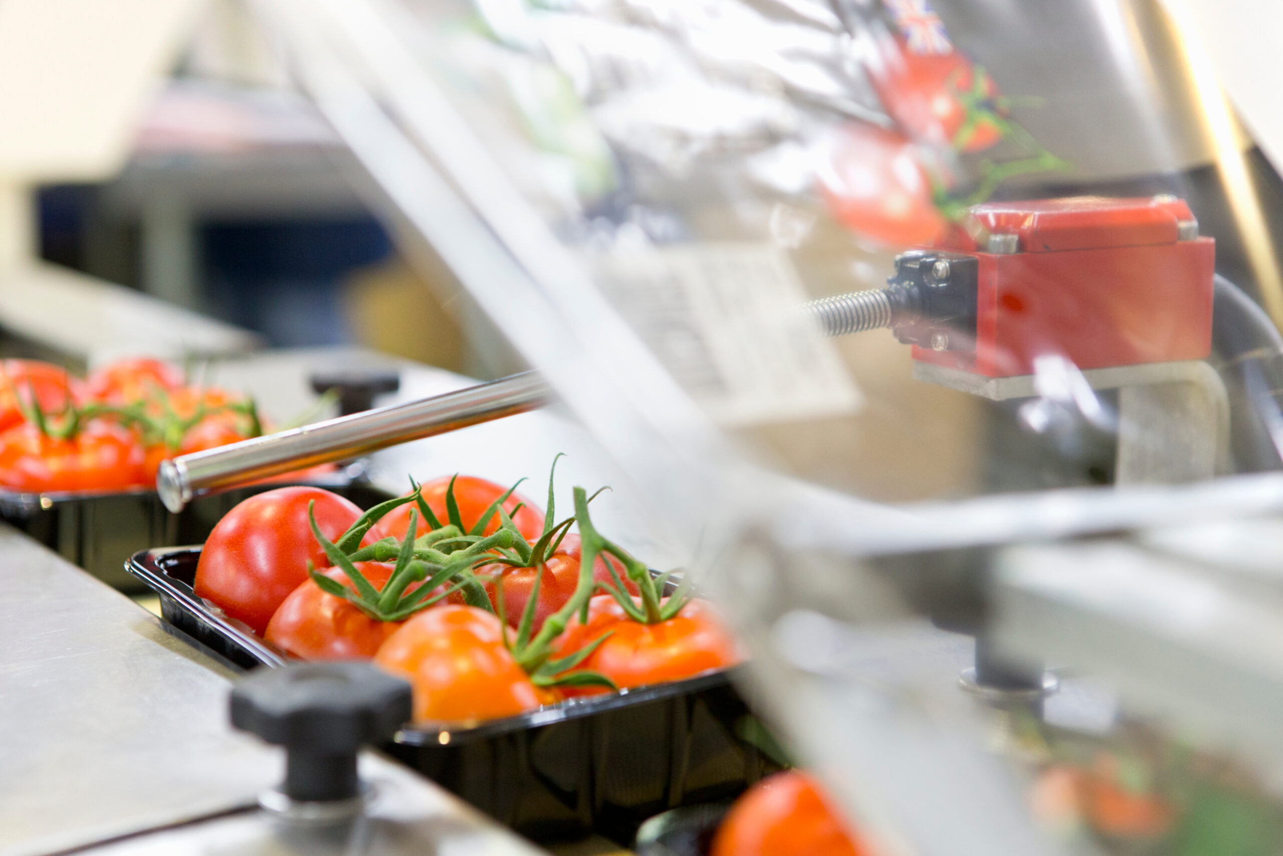 Automated food packaging line with tomatoes in clear plastic containers on a conveyor, illustrating an AI vision system used for real-time quality inspection, seal verification, and label accuracy in the Food and Beverage industry.
