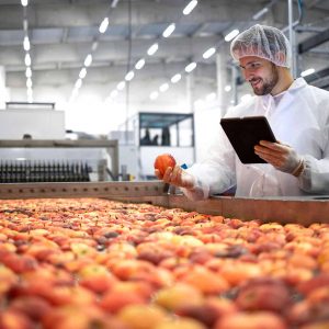 Technologist in food processing factory controlling process of apple fruit selection and production.